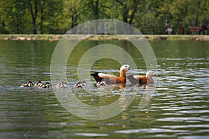 family of ducks with ducklings floating in the pond city Park