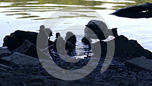 Family of ducks with ducklings swimming in water