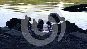 Family of ducks with ducklings swimming in water