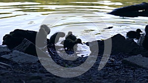 Family of ducks with ducklings swimming in water