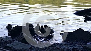 Family of ducks with ducklings swimming in water