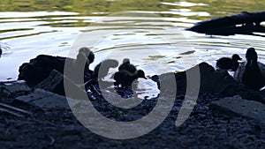 Family of ducks with ducklings swimming in water