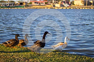 Family of ducks on eagle pass lake at golden hour photo