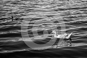 Family of ducks on eagle pass lake at golden hour photo