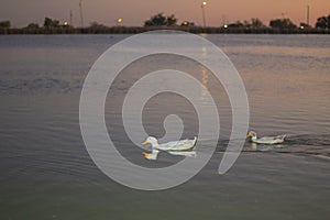 Family of ducks on eagle pass lake at golden hour photo
