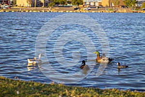 Family of ducks on eagle pass lake at golden hour photo