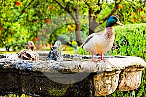 Family of ducks on a Fountain in Seville