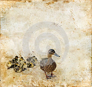 Family of Ducks on a Grunge background