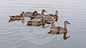 Family of Ducks on a Lake