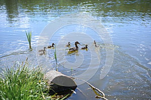 Family of ducks on the lake. Mom duck and children ducklings floating in the water on a sunny summer day outdoors