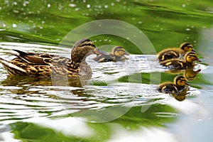 A family of ducks, mother duck and ducklings swim in the water