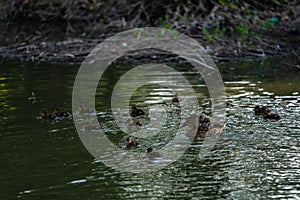 A family of ducks, mother duck and ducklings swim in the water. The duck takes care of its newborn ducklings