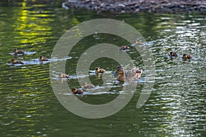 A family of ducks, mother duck and ducklings swim in the water. The duck takes care of its newborn ducklings