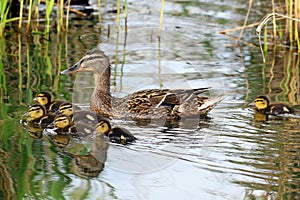 A family of ducks, mother duck photo