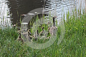 A family of ducks, mother, father and many small ducks, in the grass at the river