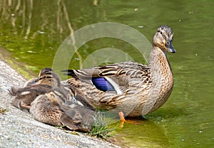 Family of ducks, mother Mallard and ducklings