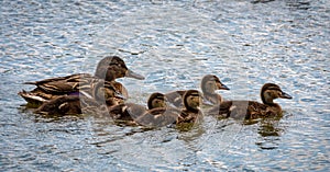 Family of ducks, mother Mallard and ducklings