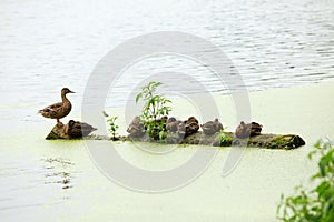 Family of ducks is resting
