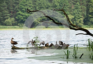 Family of ducks is resting