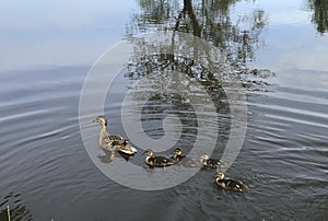 Family of ducks on the river