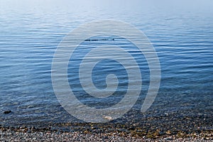 family of ducks a row swim on the clear calm blue water of lake baikal on summer morning