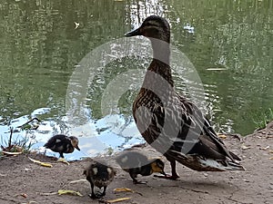 A family of ducks serching for food