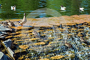 A family of ducks with small ducklings climbs up.