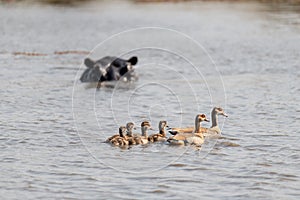 Family of ducks swimming on a lake in africa