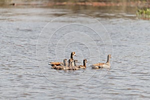 Family of ducks swimming on a lake in africa