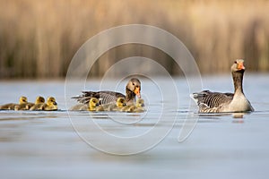 Family of ducks swimming in pond with vibrant yellow beaks visible