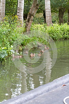 Family of ducks swimming in river, view from a boat