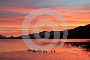 Family of Ducks Takes Morning Swim on Lake at Sunrise