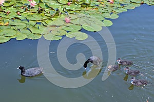 A family of ducks, two adult ducks and newborn ducklings are swimming in the water.