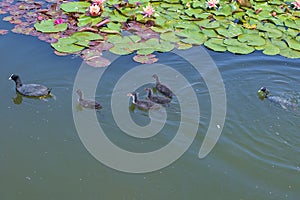 A family of ducks, two adult ducks and newborn ducklings are swimming in the water. Eurasian coot.