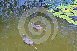 A family of ducks, two adult ducks and newborn ducklings are swimming in the water. Eurasian coot.