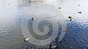 Family of ducks in the water