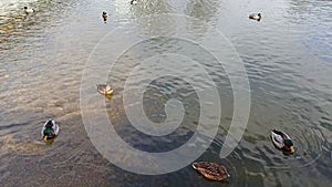 Family of ducks in the water