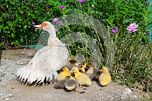 Family of ducks, white duck with ducklings walking around the yard