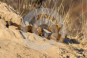 Family of dwarf mongoose sitting on termite nest