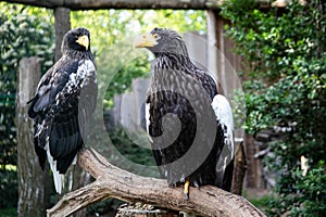 family of eagles sits on a tree branch