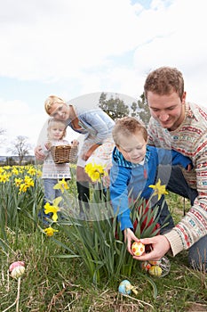 Family On Easter Egg Hunt In Daffodil Field