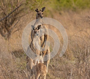 A family of Eastern Grey kangaroos with Mum and Dad on full alert