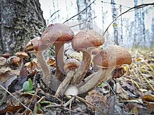 A family of edible mushrooms - frostbitten honey fungus photo