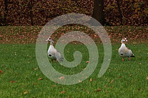 Family of Egyptian geese standing in the park