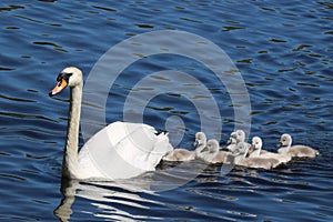 Swan Swimming with Cygnets photo