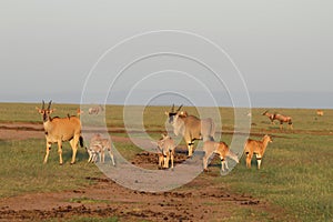 Family of elands with babies in the african savannah.