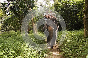 Family Elefant riding photo