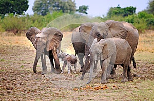 Family of elelphats with a tiny calf standing on the open African Plains, Southern Zfrica