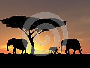 Family of elephant