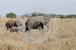 A family of elephants across the savannah